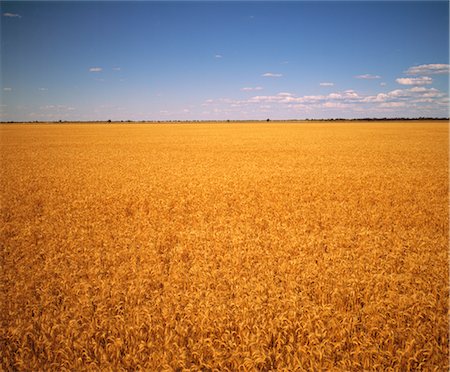 Wheat Crop Ready for Harvest, Australia Stock Photo - Premium Royalty-Free, Code: 600-02886017