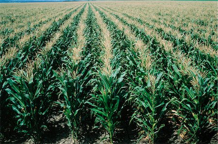 Corn Field, Australia Stock Photo - Premium Royalty-Free, Code: 600-02886019