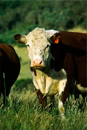 Beef Cattle, Hereford Cow Foto de stock - Sin royalties Premium, Código: 600-02886077