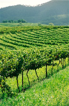 Vineyard, Grape Vines Stock Photo - Premium Royalty-Free, Code: 600-02886093