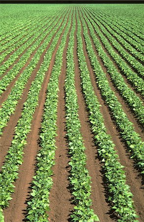 Market Garden, String Beans Stock Photo - Premium Royalty-Free, Code: 600-02886101