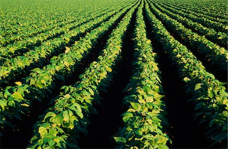 produce growing - Market Garden, String Beans Stock Photo - Premium Royalty-Free, Code: 600-02886102