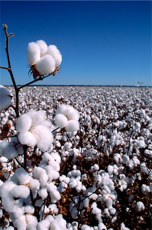 Cotton Crop Foto de stock - Sin royalties Premium, Código: 600-02886146