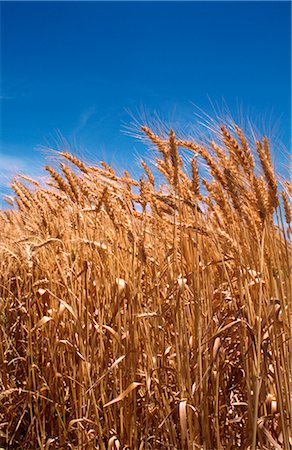 Récolte de blé Photographie de stock - Premium Libres de Droits, Code: 600-02886147