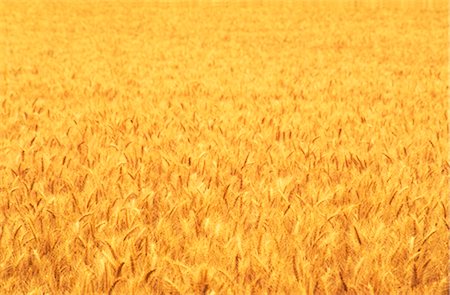 Wheat Crop, Close-up Foto de stock - Sin royalties Premium, Código: 600-02886148