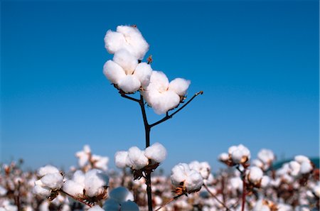 Récolte de coton, coton usine Photographie de stock - Premium Libres de Droits, Code: 600-02886143
