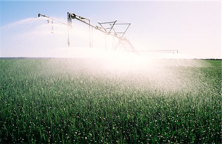 field of grain - Spray Irrigation, Wheat Crop Stock Photo - Premium Royalty-Free, Code: 600-02886165