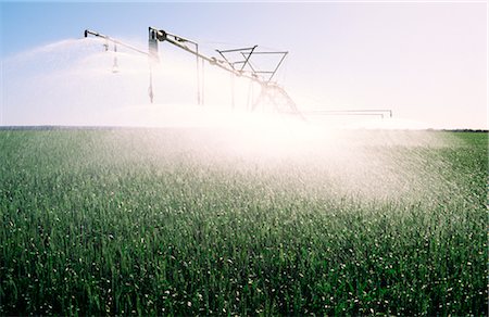 field of grain - Spray Irrigation, récolte de blé Photographie de stock - Premium Libres de Droits, Code: 600-02886165