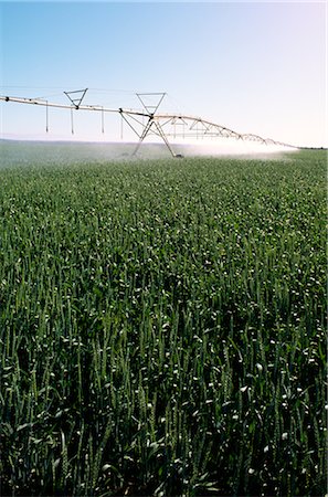 Spray Irrigation, Wheat Crop Stock Photo - Premium Royalty-Free, Code: 600-02886166