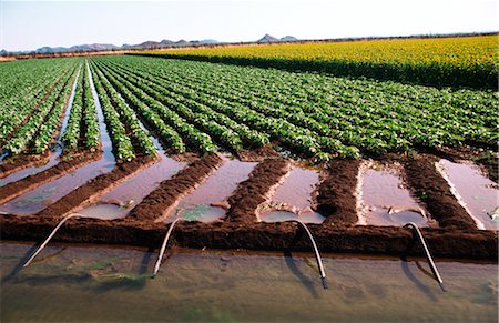 sun flower crops image - Irrigating Bean and Sunflower Crops Stock Photo - Premium Royalty-Free, Code: 600-02886169