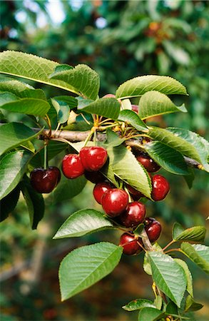 Cherry Orchard, Cherries Growing on Tree Stock Photo - Premium Royalty-Free, Code: 600-02886187