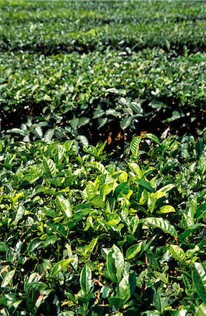fertile fields - Tea Plantation Stock Photo - Premium Royalty-Free, Code: 600-02886181