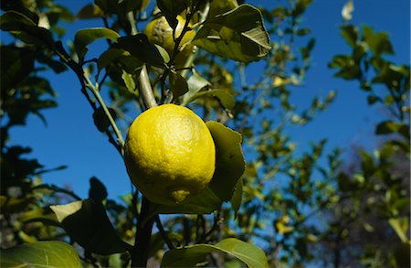 Lemon Growing on Tree Foto de stock - Sin royalties Premium, Código: 600-02886194