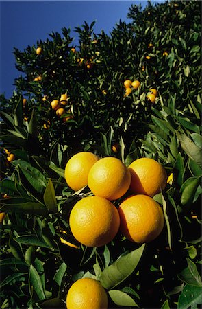 Orange Grove, Oranges on Tree Foto de stock - Sin royalties Premium, Código: 600-02886191