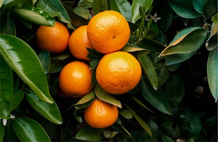 Orange Grove, Oranges on Tree Foto de stock - Sin royalties Premium, Código: 600-02886192