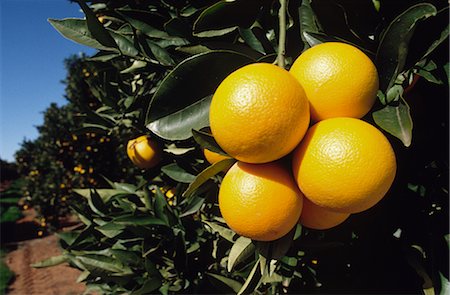 Orange Grove, Oranges on Tree Foto de stock - Sin royalties Premium, Código: 600-02886193