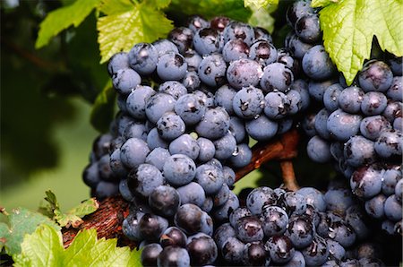 simsearch:600-05786604,k - Red Grapes Growing on Vine Stock Photo - Premium Royalty-Free, Code: 600-02886204