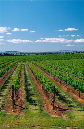Vineyard, Grape Vines, Mudgee, Australia Stock Photo - Premium Royalty-Free, Code: 600-02886208
