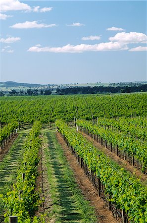 Vineyard, Grape Vines, Mudgee, Australia Stock Photo - Premium Royalty-Free, Code: 600-02886220