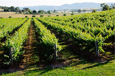 Vineyard, Grape Vines, Mudgee, Australia Stock Photo - Premium Royalty-Free, Code: 600-02886222