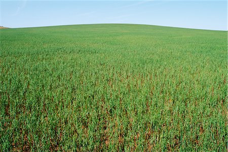 L'avoine vert Crop, Australie Photographie de stock - Premium Libres de Droits, Code: 600-02886236