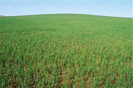 simsearch:600-02886240,k - Green Oats Crop, Australia Foto de stock - Sin royalties Premium, Código: 600-02886236