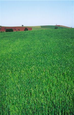 field of oats - Green Oats Crop, Australia Stock Photo - Premium Royalty-Free, Code: 600-02886237