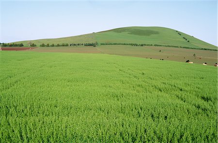 Green Oats Crop, Australia Stock Photo - Premium Royalty-Free, Code: 600-02886238