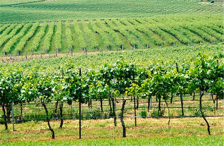 Vineyard, Grape Vines, Mudgee, Australia Stock Photo - Premium Royalty-Free, Code: 600-02886230
