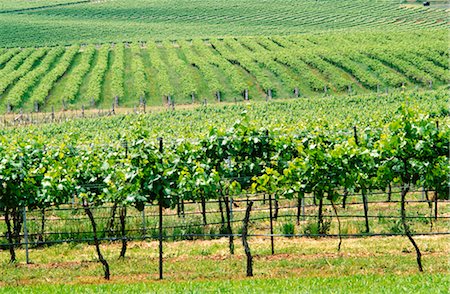 simsearch:600-02886703,k - Vineyard, Grape Vines, Mudgee, Australia Foto de stock - Sin royalties Premium, Código: 600-02886230