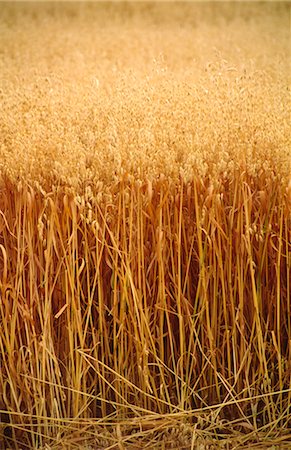 Oats Crop Ready for Harvest, Close-Up, Australia Foto de stock - Sin royalties Premium, Código: 600-02886241