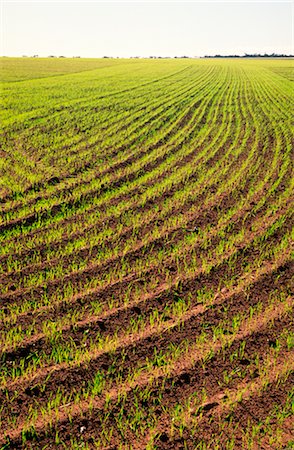 Wheat Crop Sprouting, Australia Stock Photo - Premium Royalty-Free, Code: 600-02886257