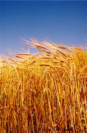 Wheat Crop Ready for Harvest, Australia Stock Photo - Premium Royalty-Free, Code: 600-02886251