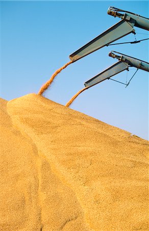 farming equipment - Harvested Wheat Piled into outdoor Bunker, Australia Foto de stock - Sin royalties Premium, Código: 600-02886261