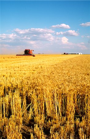 farmer harvester - Wheat Harvesting, Australia Stock Photo - Premium Royalty-Free, Code: 600-02886262