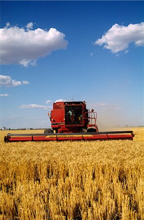 Wheat Harvesting, Australia Foto de stock - Sin royalties Premium, Código: 600-02886263