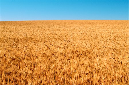 Wheat Crop Ready for Harvest, Australia Stock Photo - Premium Royalty-Free, Code: 600-02886277