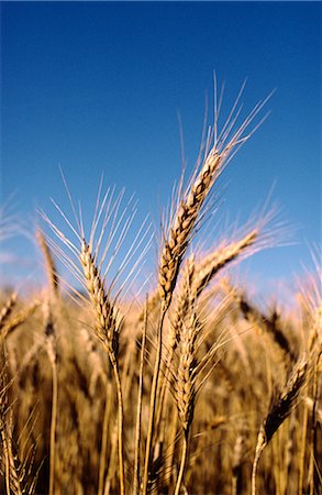 Wheat Crop Ready for Harvest, Australia Stock Photo - Premium Royalty-Free, Code: 600-02886279