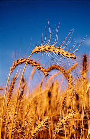 Wheat Crop Ready for Harvest, Australia Stock Photo - Premium Royalty-Free, Code: 600-02886284