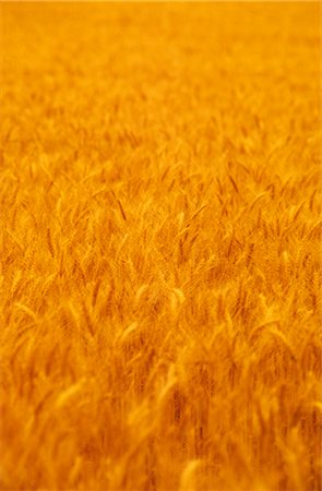 Wheat Crop Ready for Harvest, Australia Stock Photo - Premium Royalty-Free, Code: 600-02886287