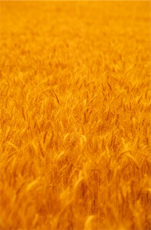 Wheat Crop Ready for Harvest, Australia Foto de stock - Sin royalties Premium, Código: 600-02886287