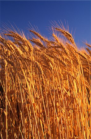 Wheat Crop Ready for Harvest, Australia Stock Photo - Premium Royalty-Free, Code: 600-02886288