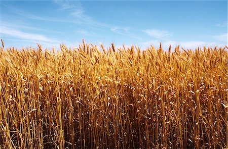 Wheat Crop Ready for Harvest, Close-up, Australia Foto de stock - Sin royalties Premium, Código: 600-02886291