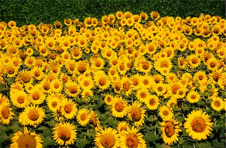 plenty - Sunflower Crop, Australia Foto de stock - Sin royalties Premium, Código: 600-02886309