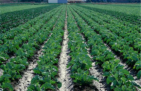 simsearch:600-02886347,k - Cauliflower Field Foto de stock - Royalty Free Premium, Número: 600-02886344