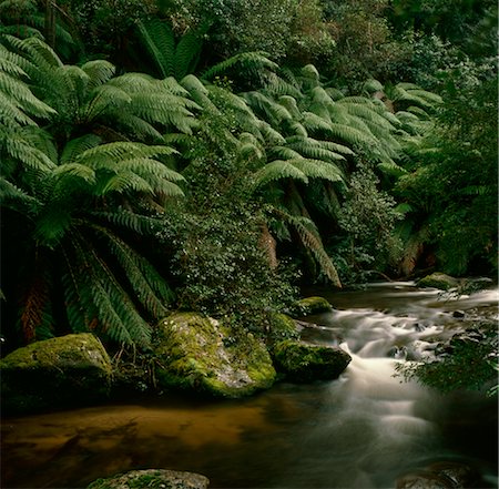 Ruisseau et fougères en forêt tropicale Photographie de stock - Premium Libres de Droits, Code: 600-02886352