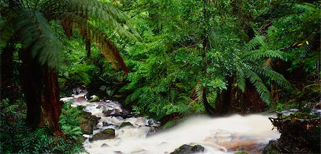 Stream in Rainforest, near Marysville, Australia Stock Photo - Premium Royalty-Free, Code: 600-02886375