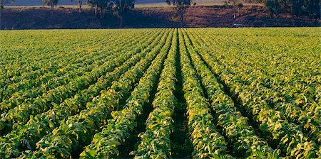 Tobacco Crop Stock Photo - Premium Royalty-Free, Code: 600-02886378