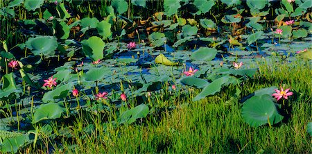 pantano - Water Lilies in Swamp, Kakadu National Park, Australia Foto de stock - Sin royalties Premium, Código: 600-02886372