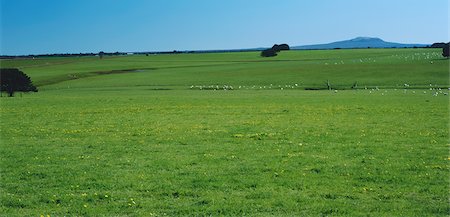 sheep in the fields - Sheep in Green Fields, near Hamilton, Australia Stock Photo - Premium Royalty-Free, Code: 600-02886373